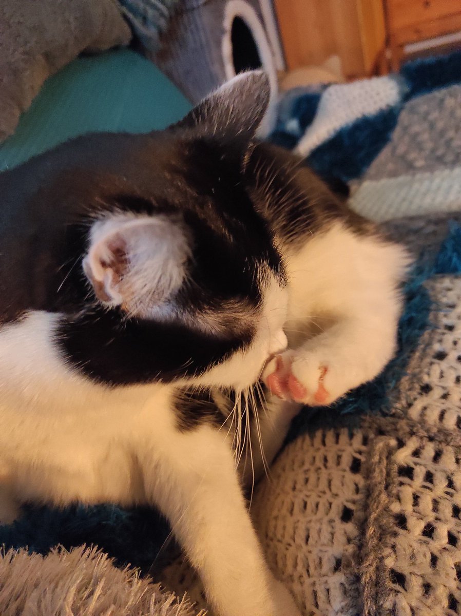 Rockkitties tweet media