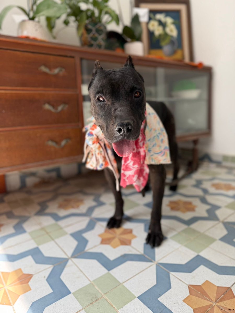 𝙷𝚎𝚕𝚊 𝙼𝚘𝚛𝚎 🐶 tweet media