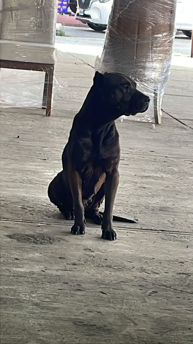 𝙷𝚎𝚕𝚊 𝙼𝚘𝚛𝚎 🐶 tweet media