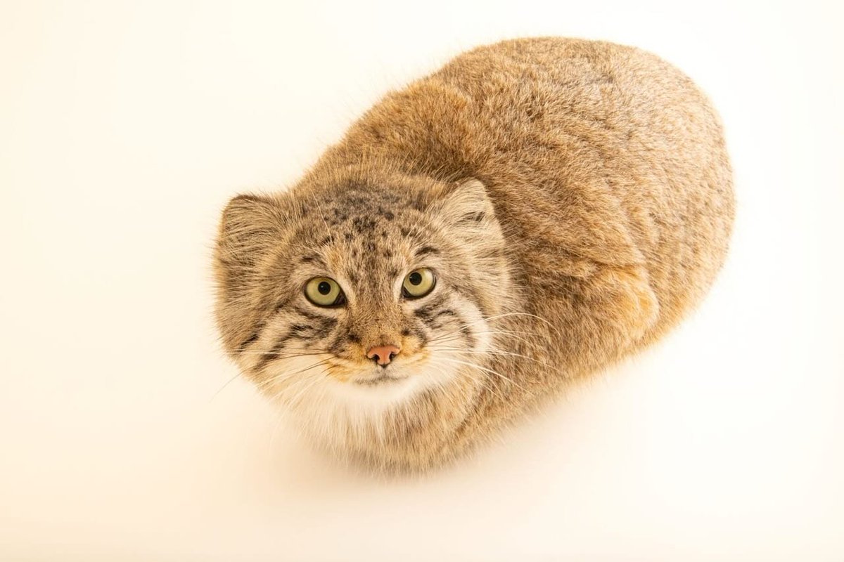 Manul tweet media