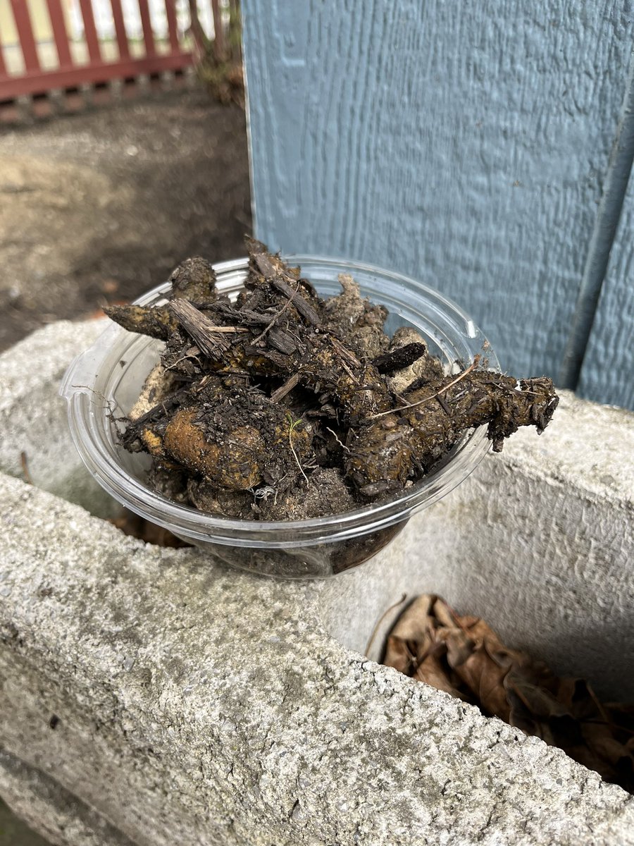 Cookie Roof 🍪 tweet media