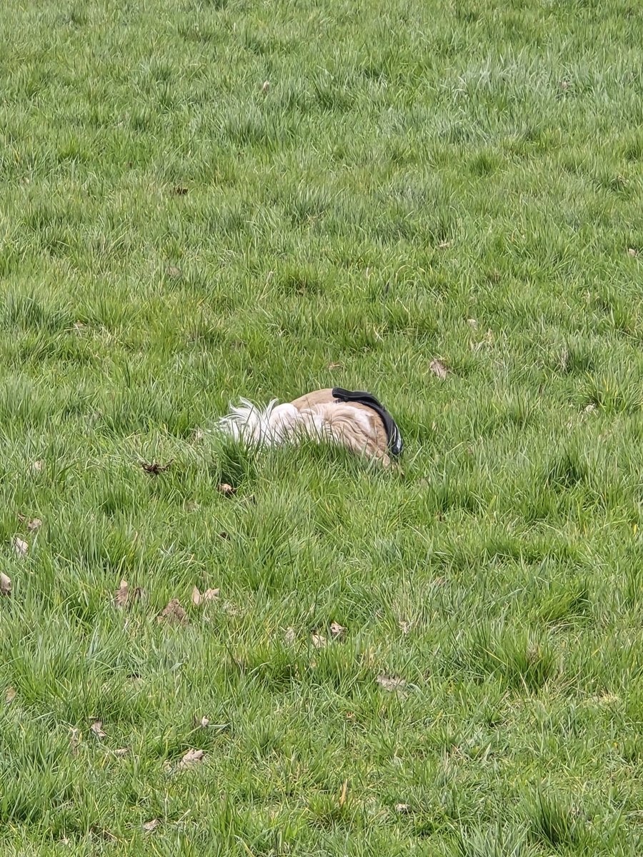 I think there's a dog over there