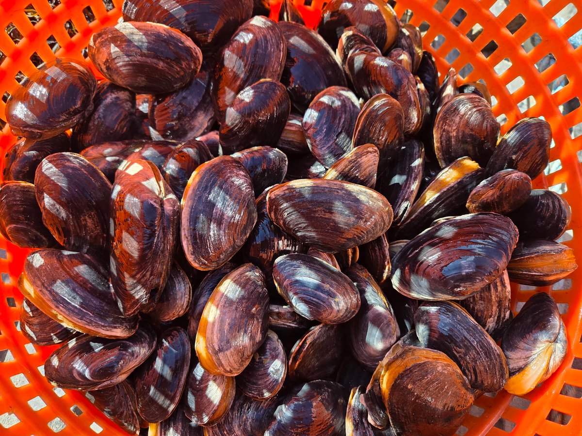 Macaulay Trollkin 🦞 tweet media