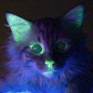 Rai ฅ^•ﻌ•^ XAA FAN 👾☆ tweet media