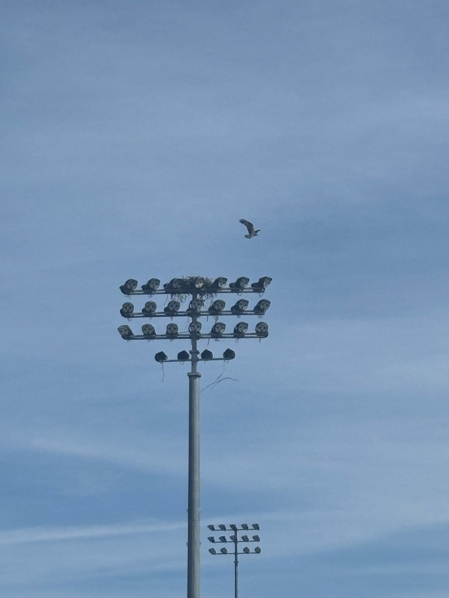 Not sure exactly what large bird if living atop the one infield light <a href="/MartinsvilleSwy/">Martinsville Speedway</a>, but they’re in for a very rude awakening for a few hours. 

Hope they have ear protection
