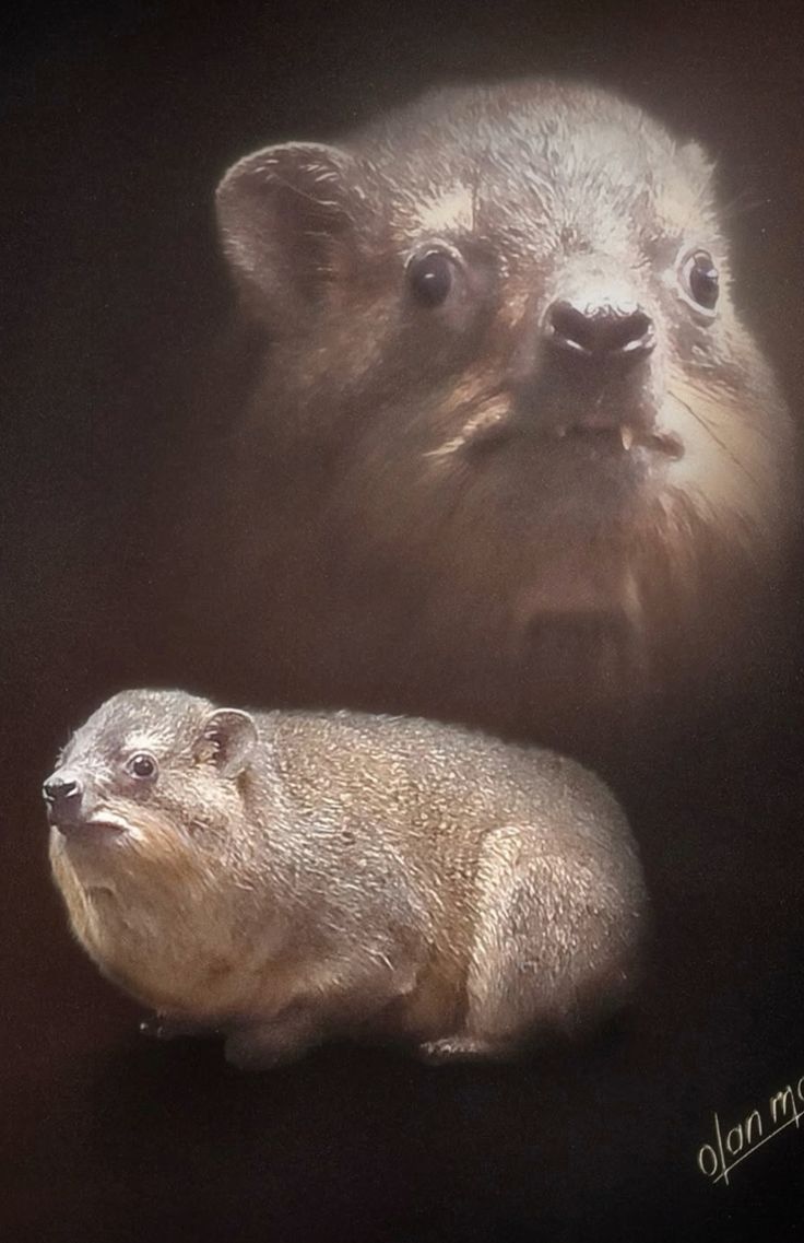 Nami_cuchuflai tweet media