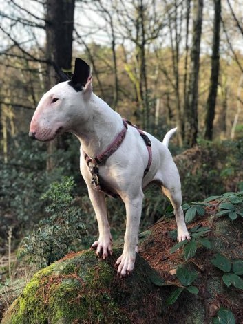 LisaClareRead2's tweet photo. Beautiful Peppa has been missing since 22nd December 2019 ππ’
Stolen from #CF5 area of #Wales
Have you seen her?
Please help get her back home where she belongs ππ€πΎπ
β¬οΈβ¬οΈ
#stolendoghour #EnglishBullTerrier https://t.co/UZI2o7sfkb