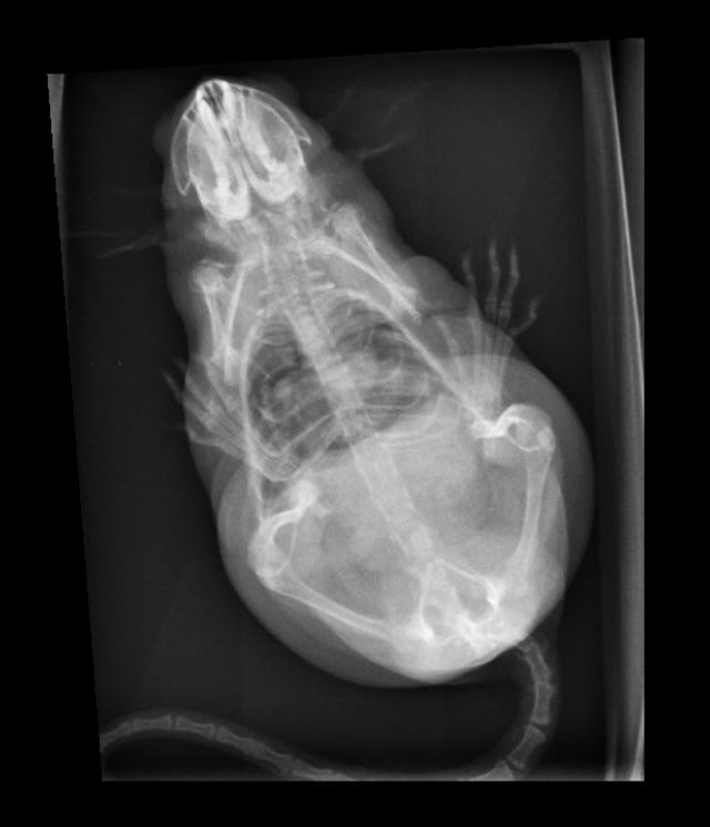 A pigsty full of rats! tweet media