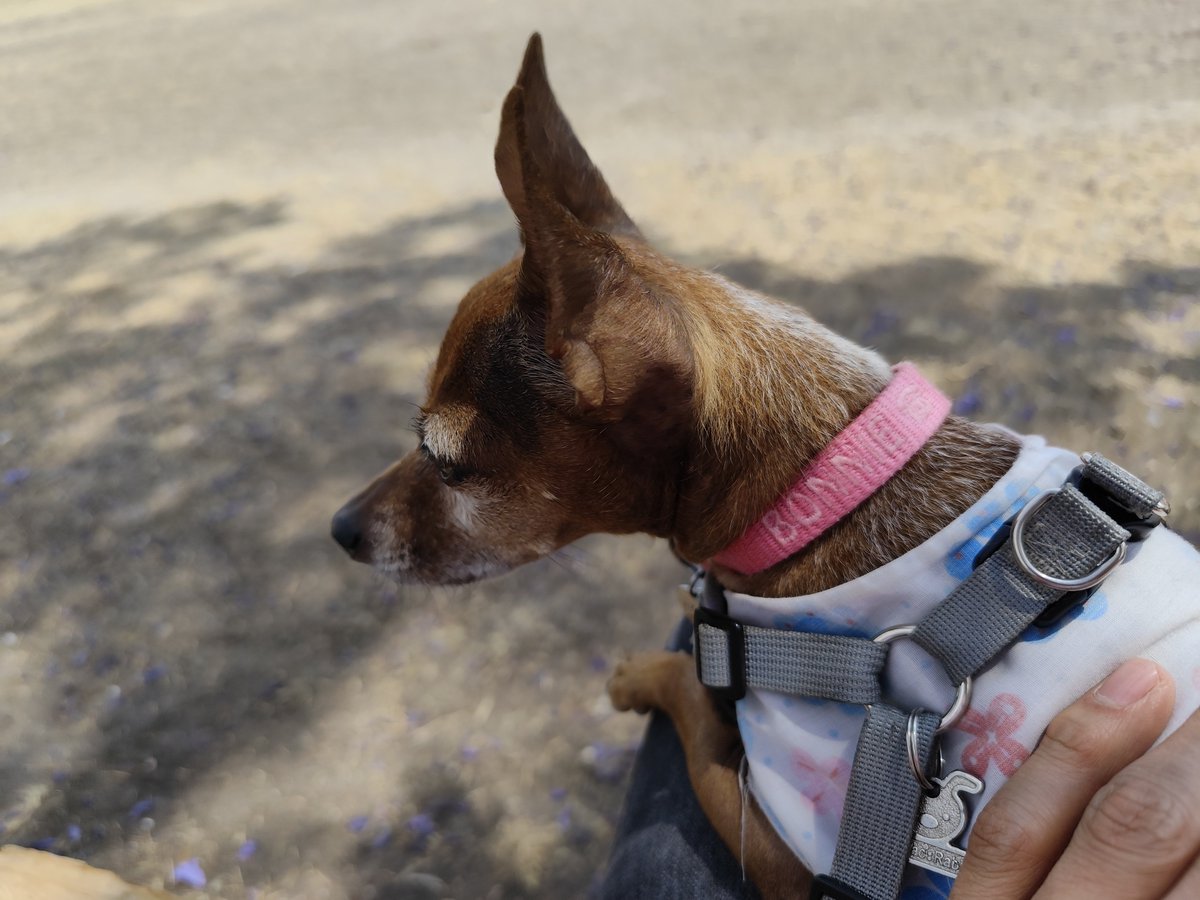 El Zeruch tweet media