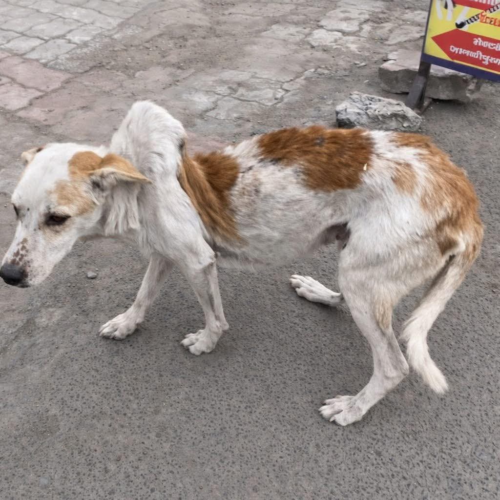 Help Street Dogs tweet media
