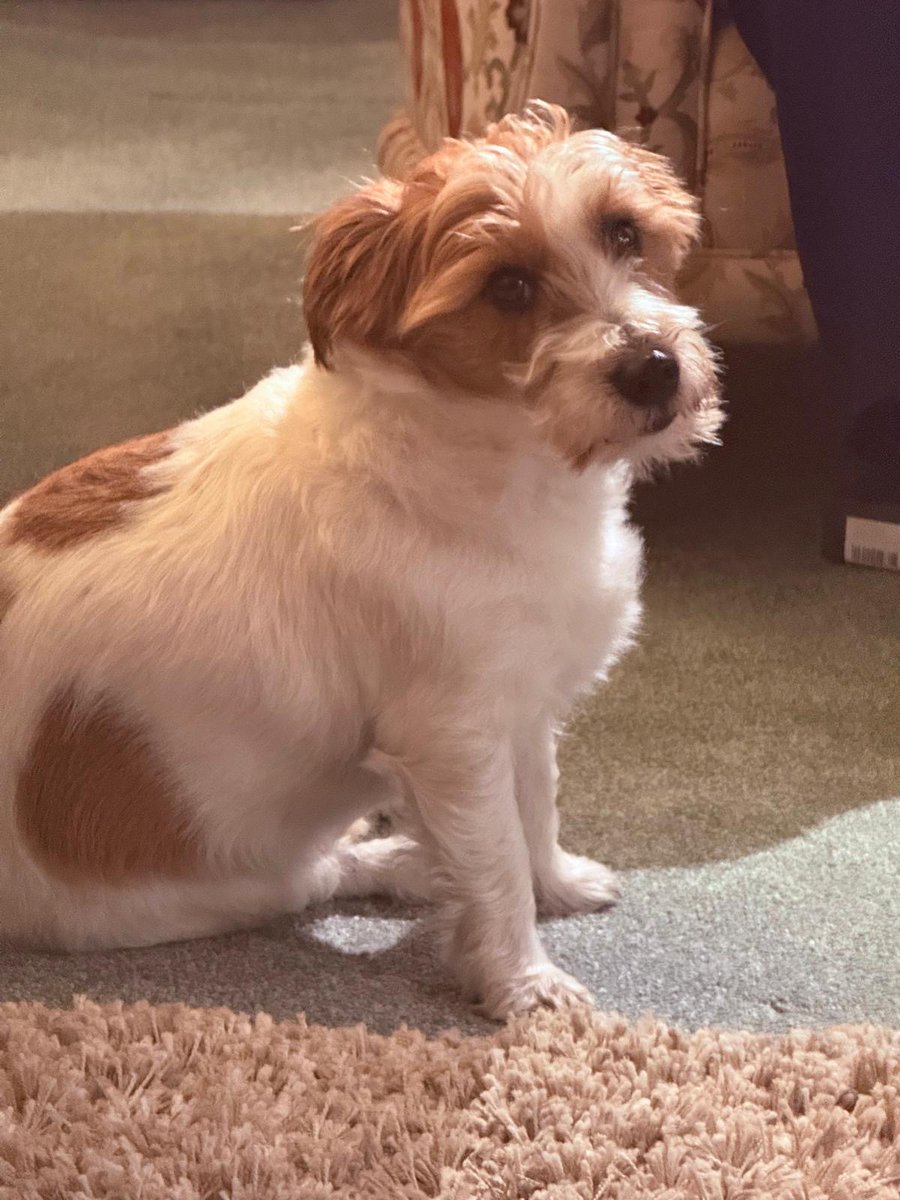 Missing Pets GB tweet media