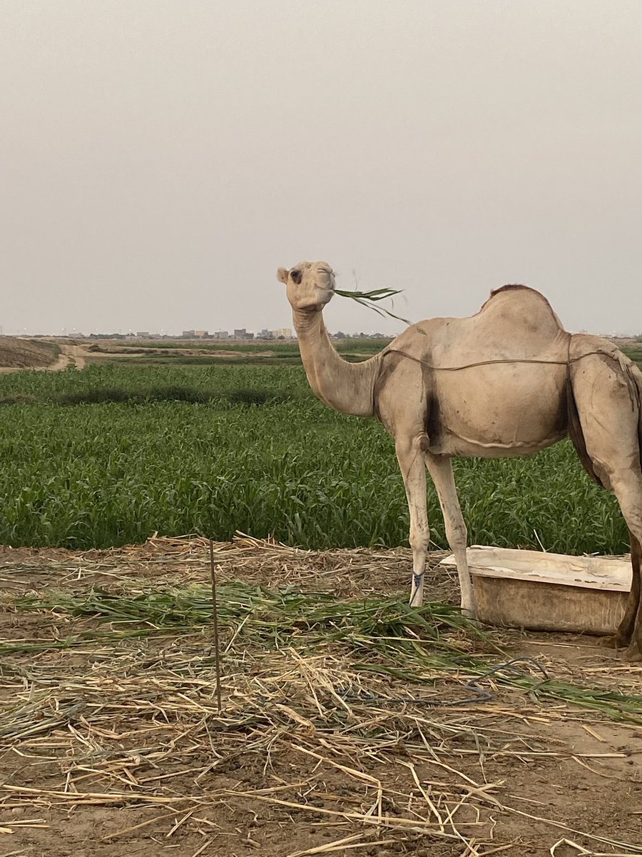 مهند tweet media