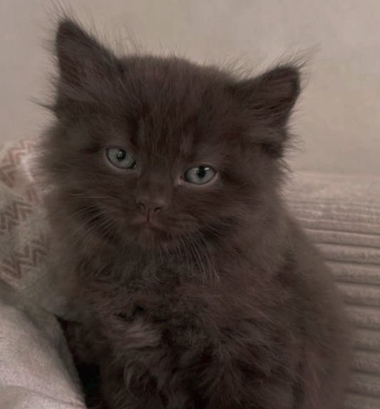 jack wolfe as cats tweet media