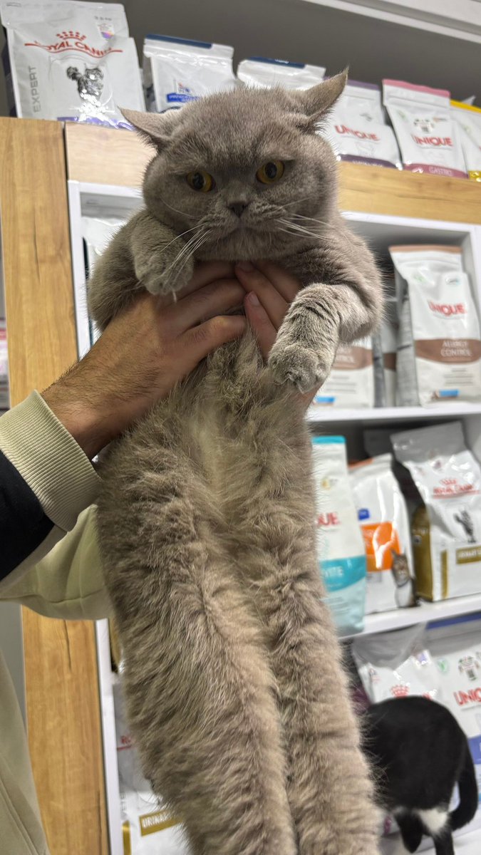 Spectra👻 #6284 tweet media