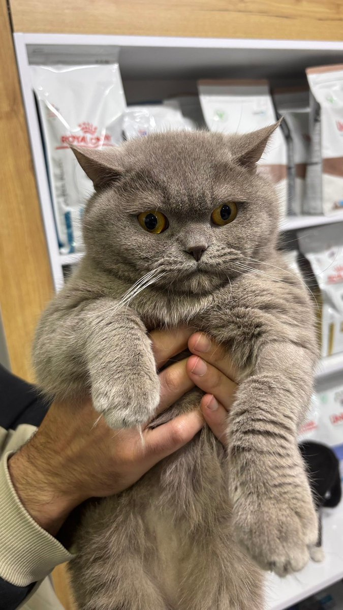 Spectra👻 #6284 tweet media