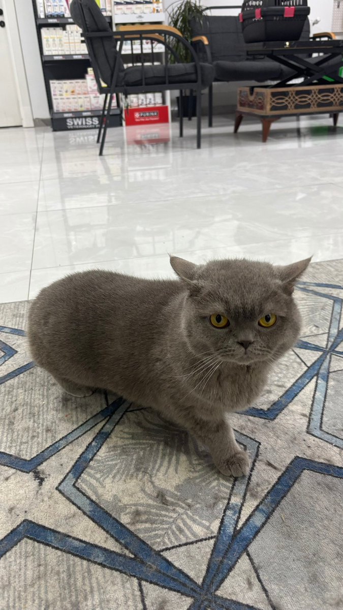 Spectra👻 #6284 tweet media