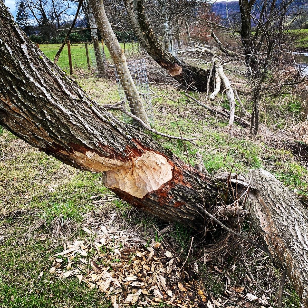 Tom Scott tweet media