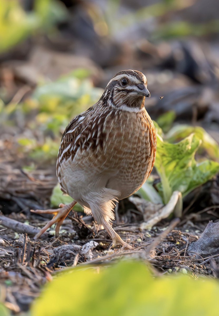 Cloudtattoo tweet media