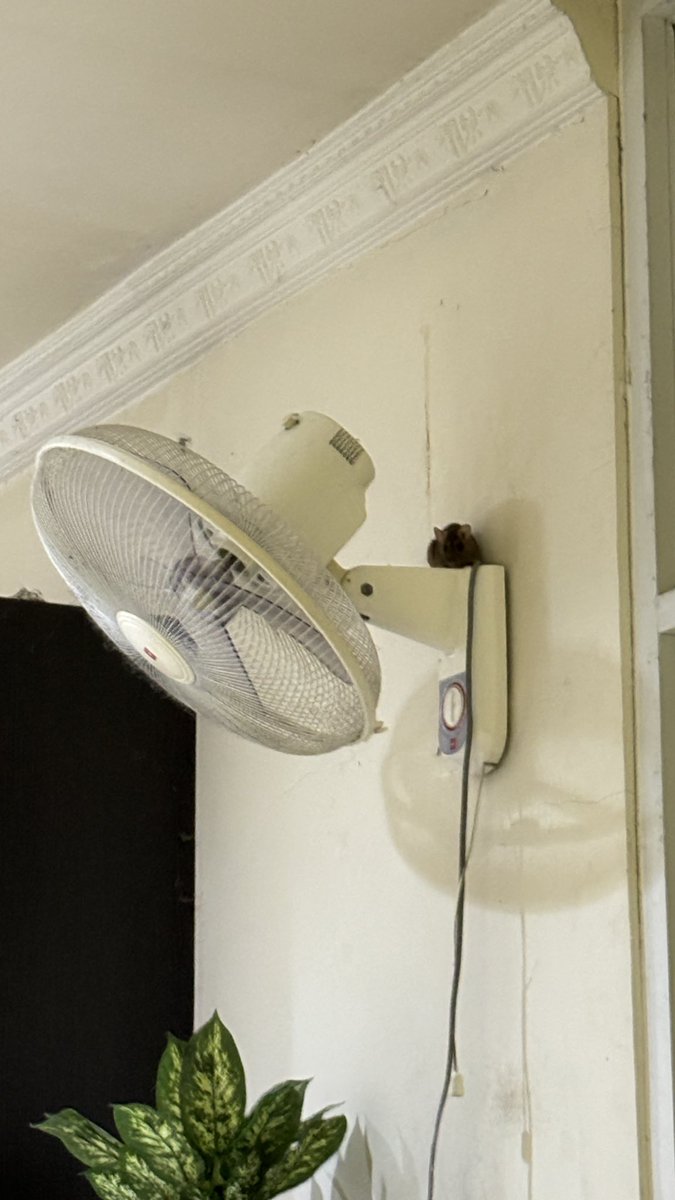 gwaenhii tweet media