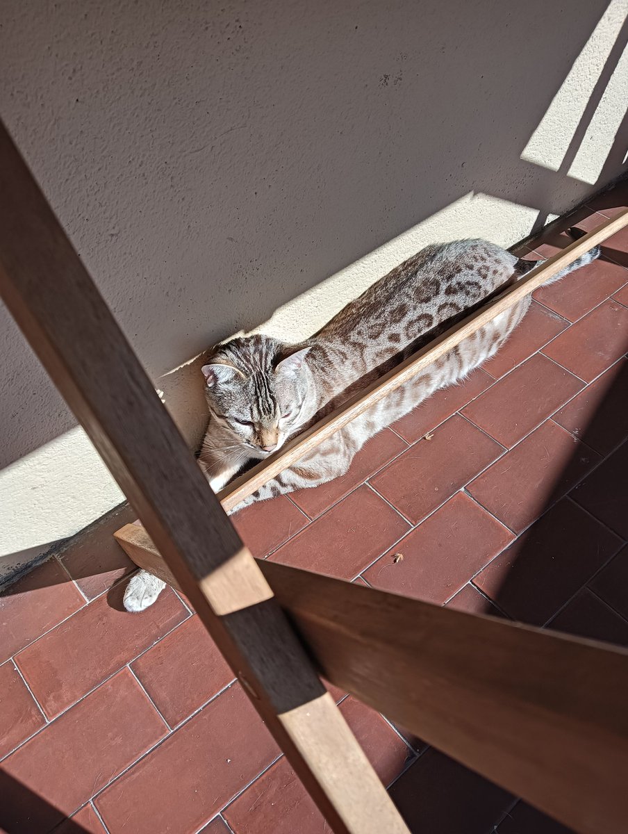 Rosastra tweet media