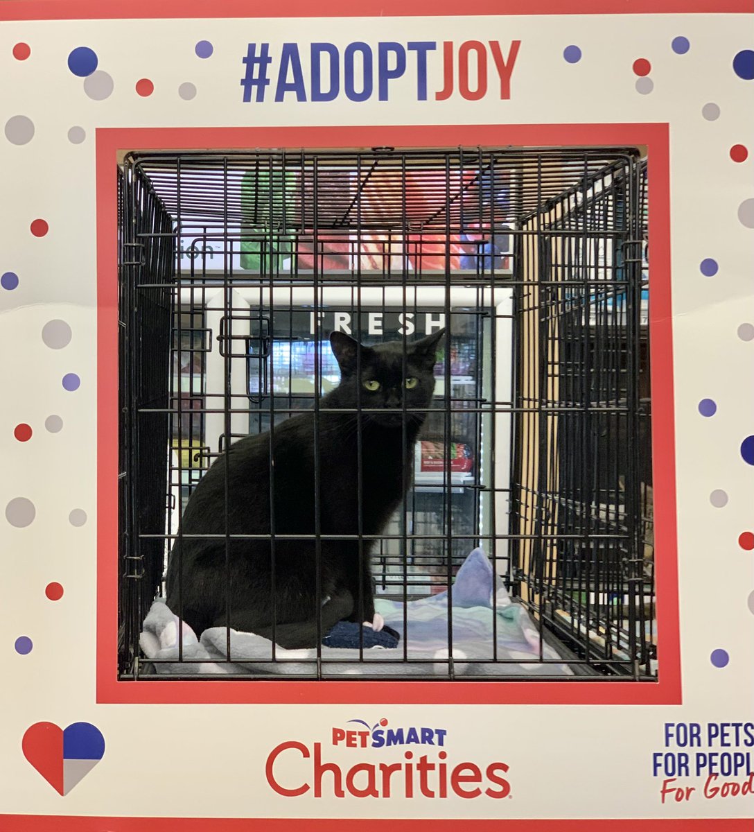 FeralCatProgramGA tweet media