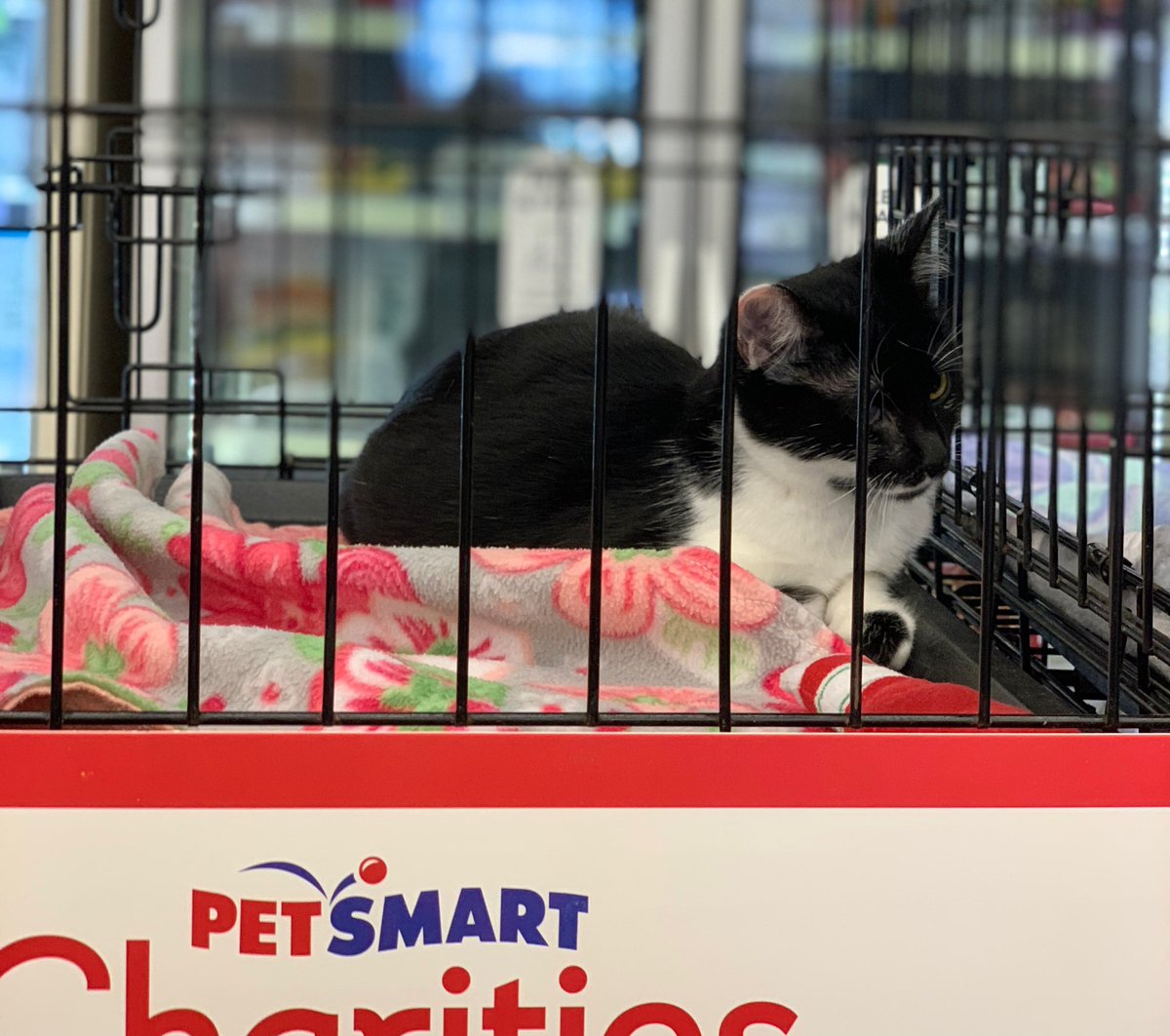 FeralCatProgramGA tweet media