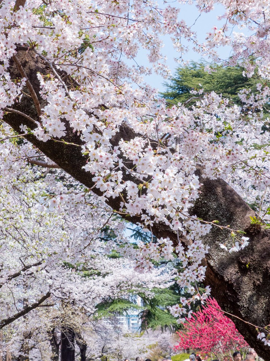 ますちゃん【1st】photomasujp（ﾏｽﾁｬﾝ） tweet media