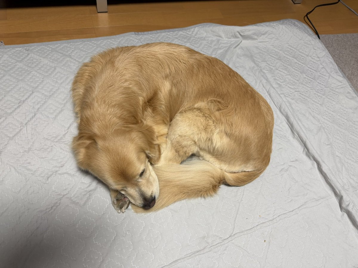 レン🐶ゴールデンレトリバー tweet media