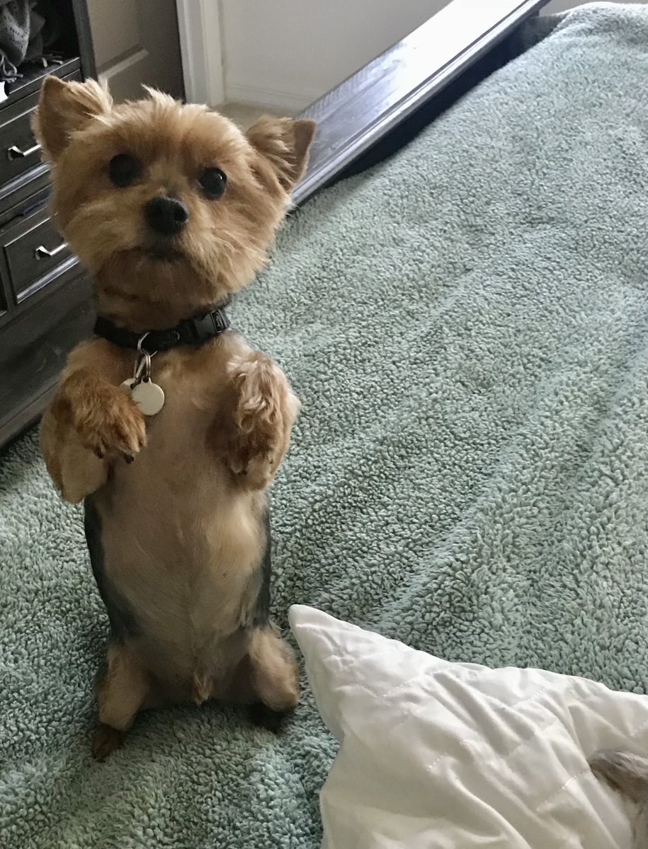 theroyaldoggies's tweet image. I’m saddened to say that our boy Duke crossed the rainbow bridge today.  He was surrounded by family. I know Dutchess greeted him. Our hearts are breaking.  He will be greatly missed.  Miss you you so much my baby boy. #ZSHQ #dogloss #rainbowbridge
@ZombieSquadHQ @theruffriderz