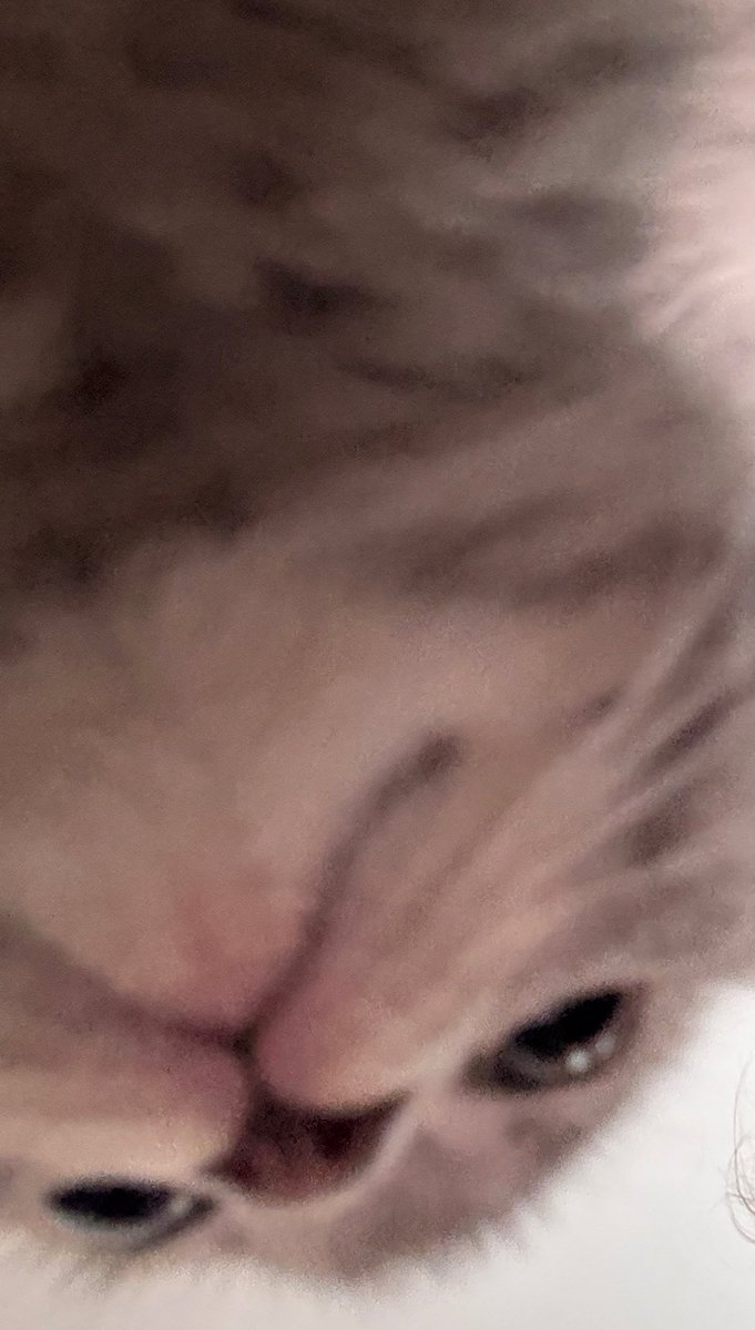 CATROOBS's tweet photo. Wtf do I do my cat is too cute https://t.co/yNvDMKsQcd
