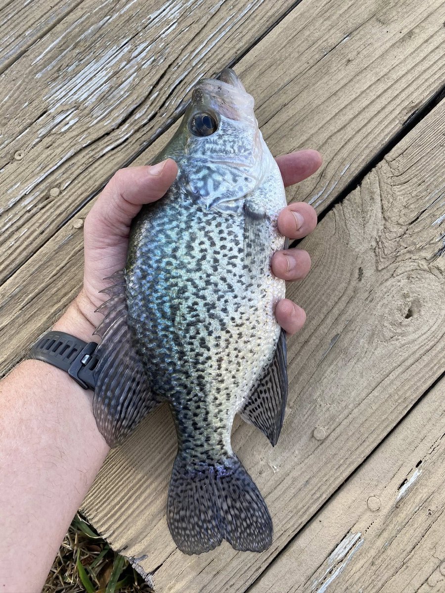 Amos / Draw Near tweet media