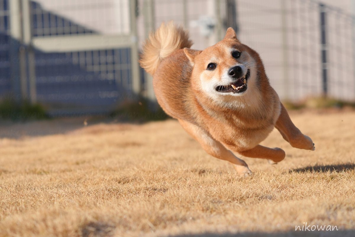 せつな tweet media