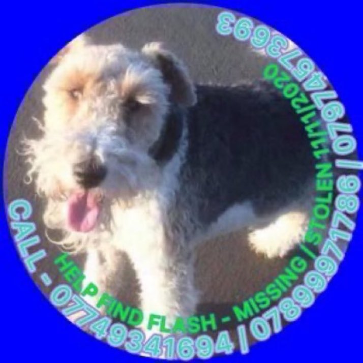 LisaClareRead2's tweet photo. Please RT #stolendoghour π
Flash went missing on 11th November 2020 from Goldsland Wood area #GLAMORGAN #CF5
Have you seen him?
He is much missed, please help get him home π’π
https://t.co/h4ukONspst
#missingdog #stolendoghour #foxterrier #dogs #Wales https://t.co/OTT6BMMkvd