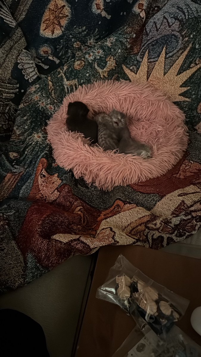 rq4v_'s tweet photo. a lot of 🐈‍⬛ https://t.co/wooVaAKS4B