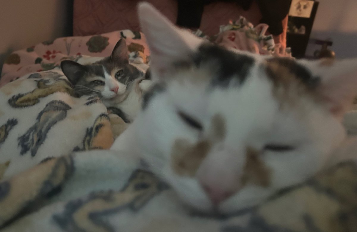 monkey & zoe ❤️ oreo 🌈 tweet media