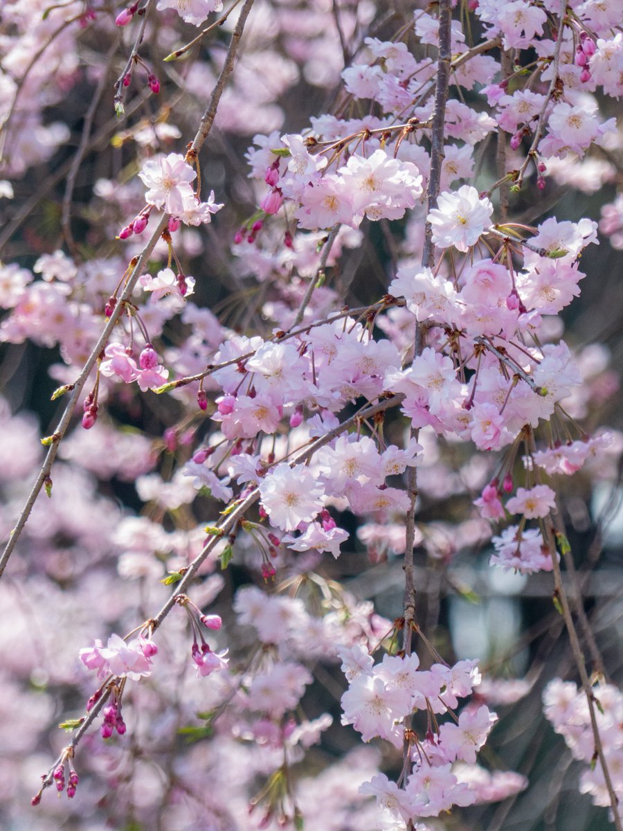 ますちゃん【2nd】photomasujp tweet media