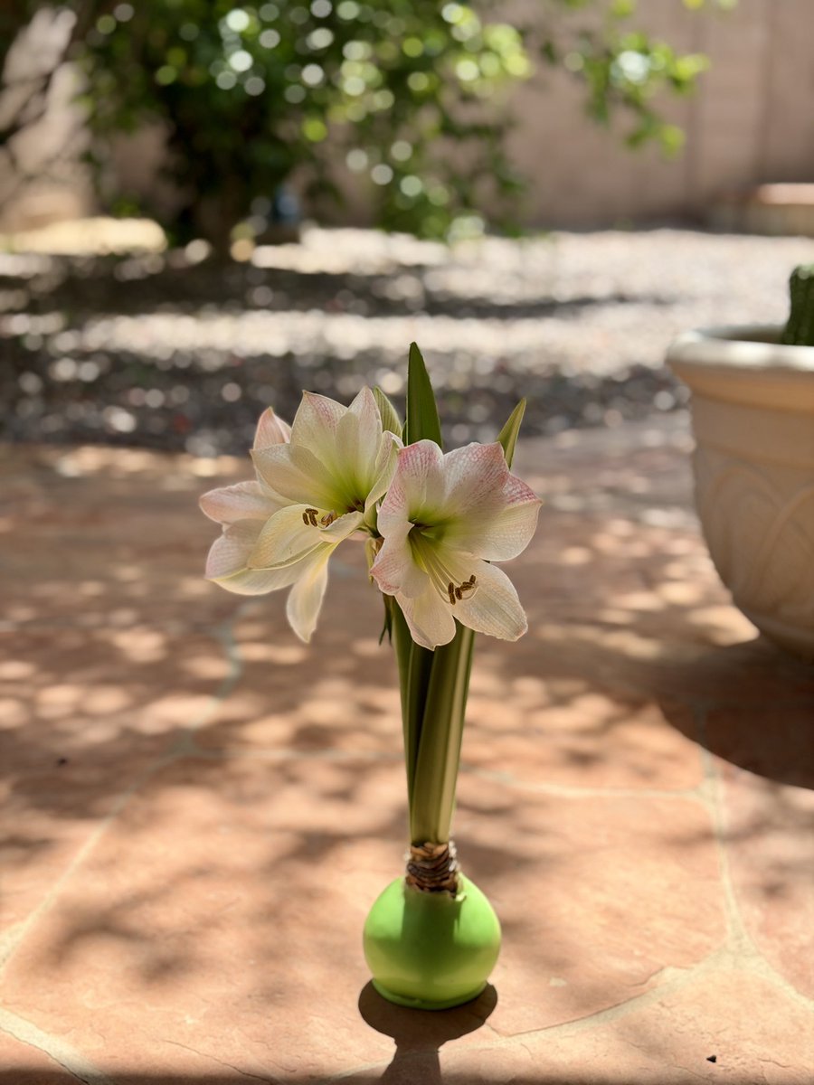 Sharon Chen Music tweet media