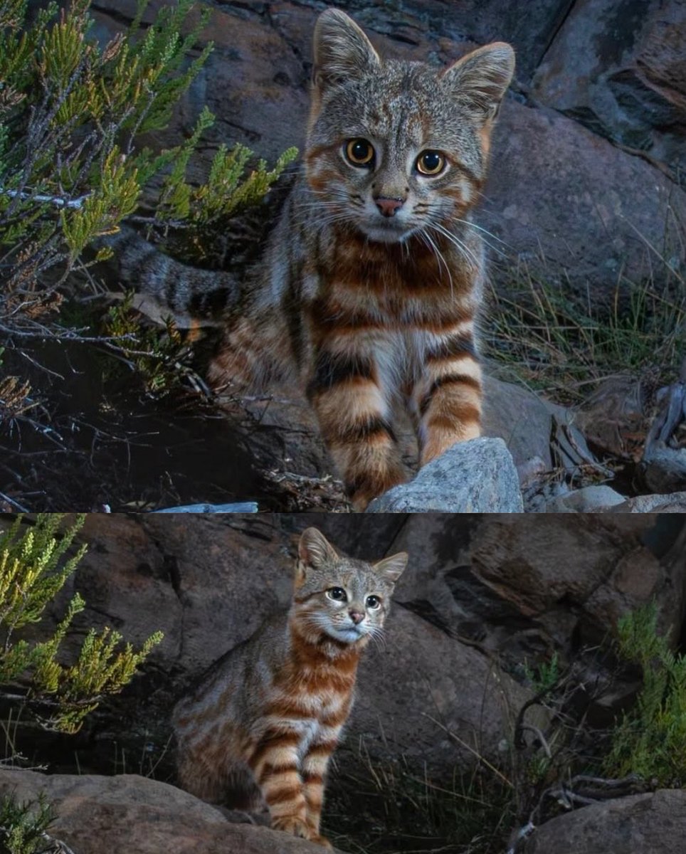 𝐓𝐡𝐞 𝐅𝐚𝐛𝐮𝐥𝐨𝐮𝐬 𝐖𝐞𝐢𝐫𝐝 𝐓𝐫𝐨𝐭𝐭𝐞𝐫s tweet media