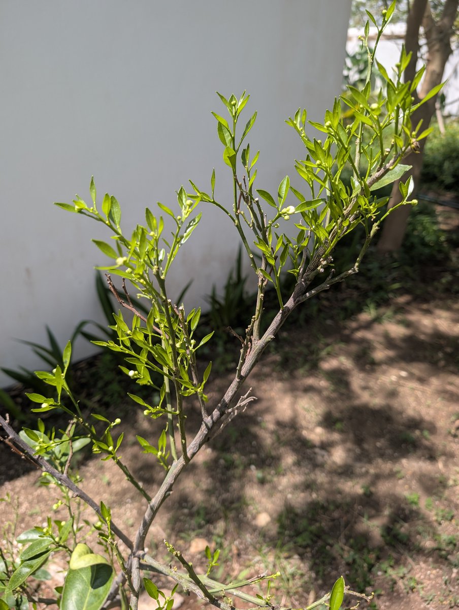 PMounou's tweet photo. L'évolution de la résurrection de l'#oranger 🍊😍🌿 https://t.co/t9tg63GMwF