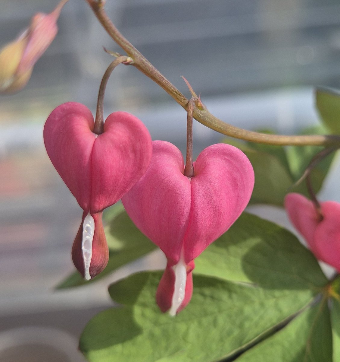 L Cimino tweet media