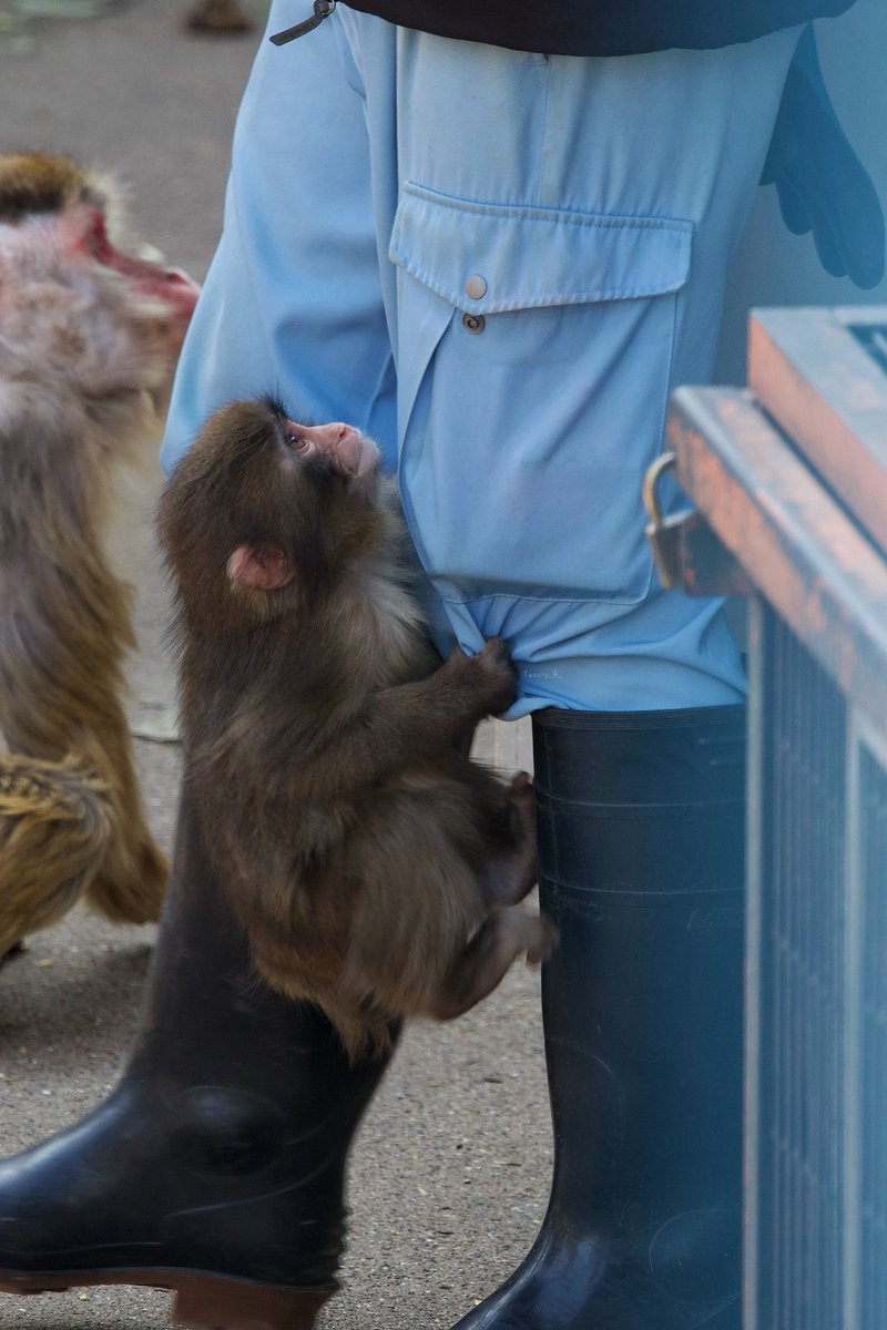 Out Of Context Animal tweet media