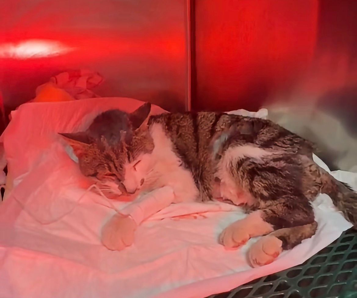 LᎾℬᎯ tweet media