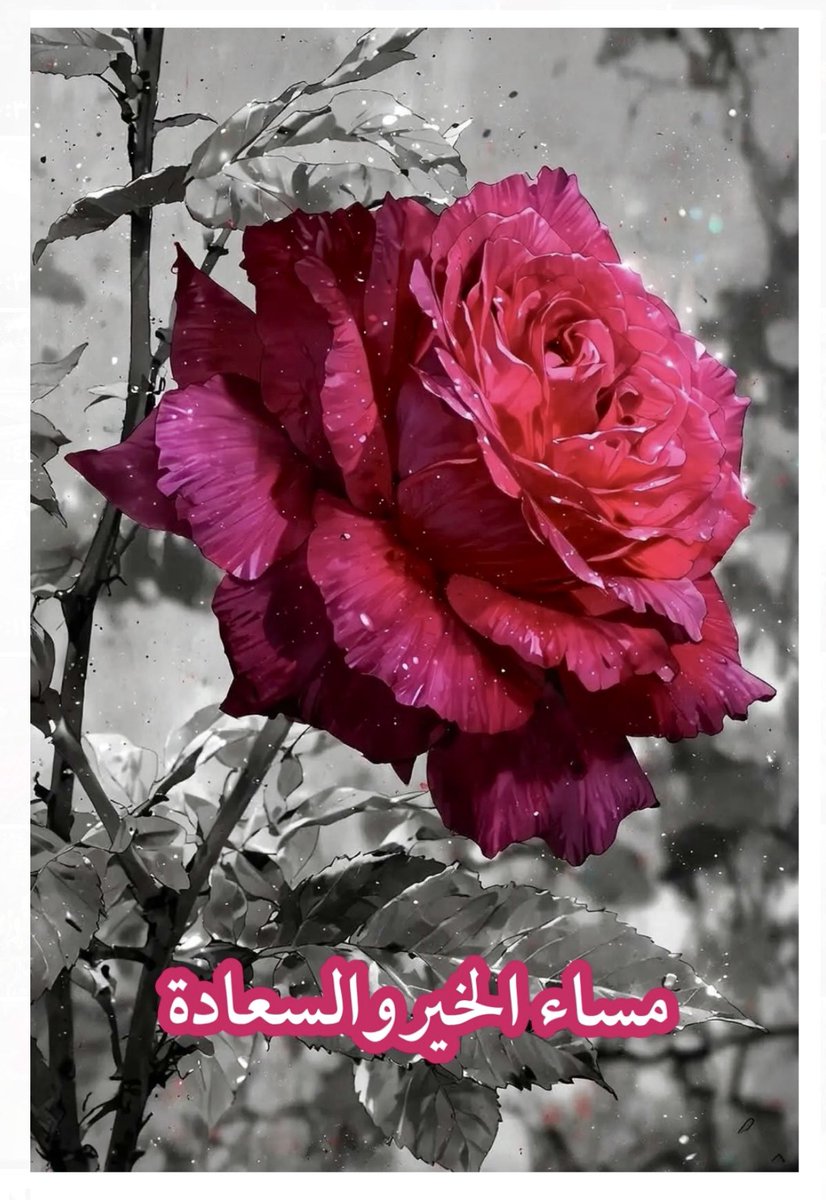 جورية الباحة tweet media