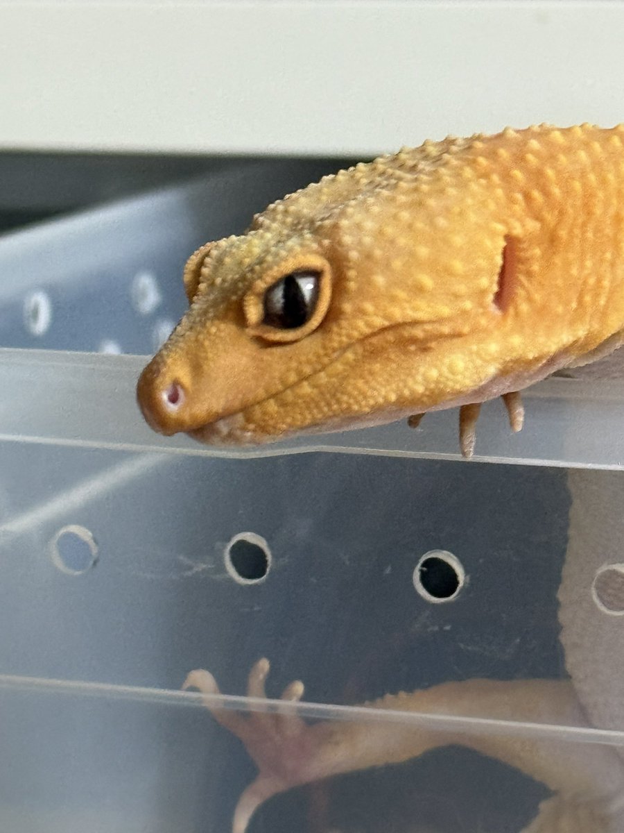 ﾖﾂﾊﾞ tweet media