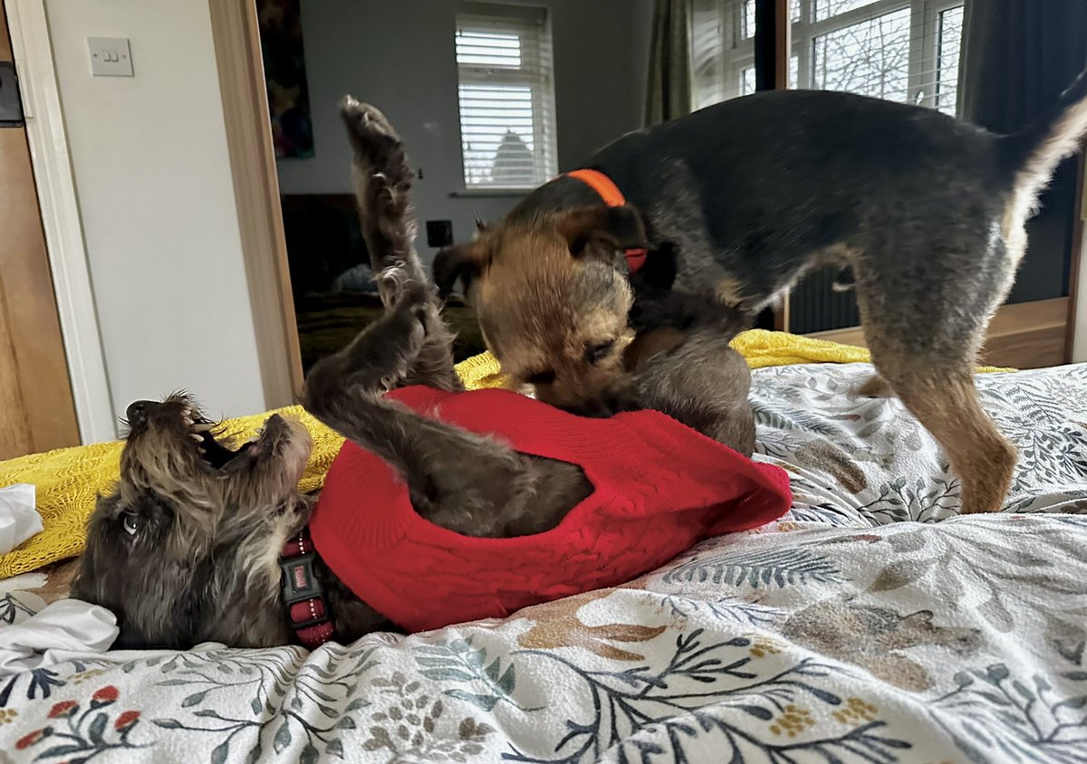 9boomer's tweet image. Do not disturb 🫣🤭🐾 #filth #BTPosse #rude #dogs