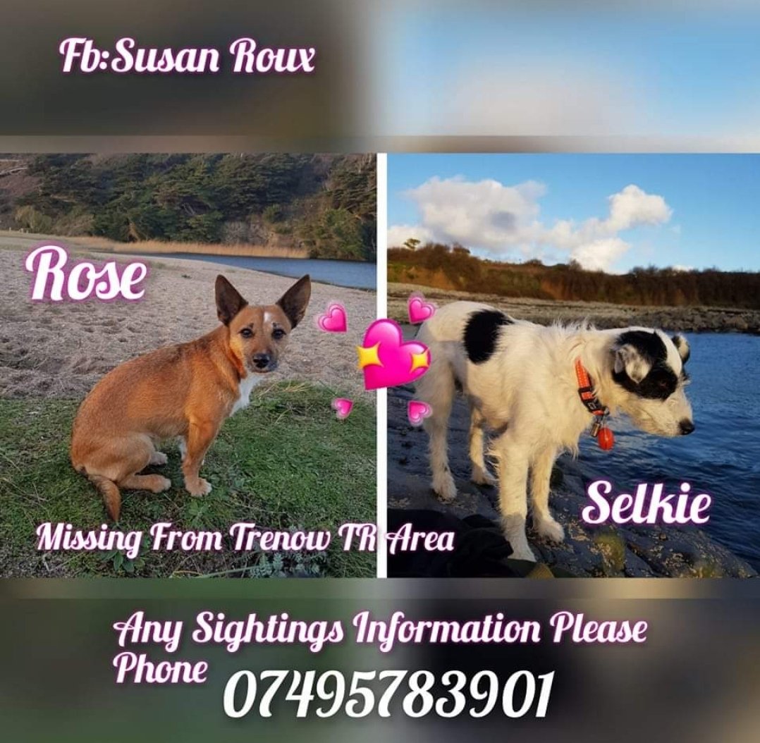 Missing Pets GB tweet media