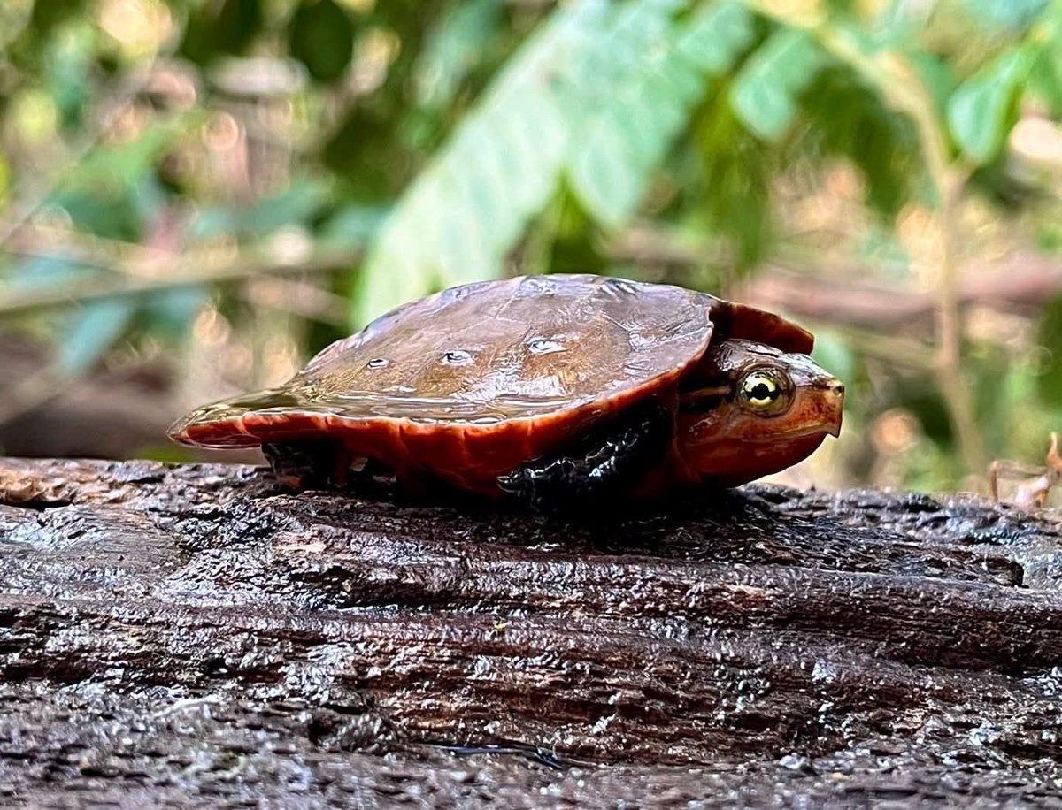 pr_prdnp's tweet photo. 🐢 น้องหัวโตมาแล้ว! เจ้าหน้าที่พิทักษ์ป่าลาดตระเวนอุทยานแห่งชาติภูเรือ เก็บภาพ "เต่าปูลู" ตัวจิ๋วมาฝากครับ 🌿 เห็นตัวแค่นี้แต่ปีนป่ายเก่งมากนะ! น้องเป็นสัตว์ป่าหายากที่บอกว่าป่าภูเรือยังสมบูรณ์สุดๆ 💚
​#เต่าปูลู #ภูเรือ #สัตว์ป่าคุ้มครอง #เลย #อนุรักษ์ธรรมชาติ https://t.co/ZdoqeNwYYf