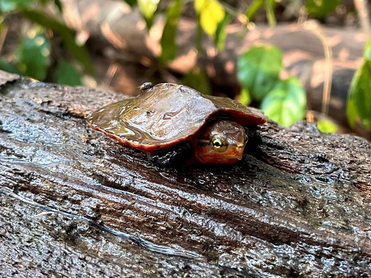 pr_prdnp's tweet photo. 🐢 น้องหัวโตมาแล้ว! เจ้าหน้าที่พิทักษ์ป่าลาดตระเวนอุทยานแห่งชาติภูเรือ เก็บภาพ "เต่าปูลู" ตัวจิ๋วมาฝากครับ 🌿 เห็นตัวแค่นี้แต่ปีนป่ายเก่งมากนะ! น้องเป็นสัตว์ป่าหายากที่บอกว่าป่าภูเรือยังสมบูรณ์สุดๆ 💚
​#เต่าปูลู #ภูเรือ #สัตว์ป่าคุ้มครอง #เลย #อนุรักษ์ธรรมชาติ https://t.co/ZdoqeNwYYf