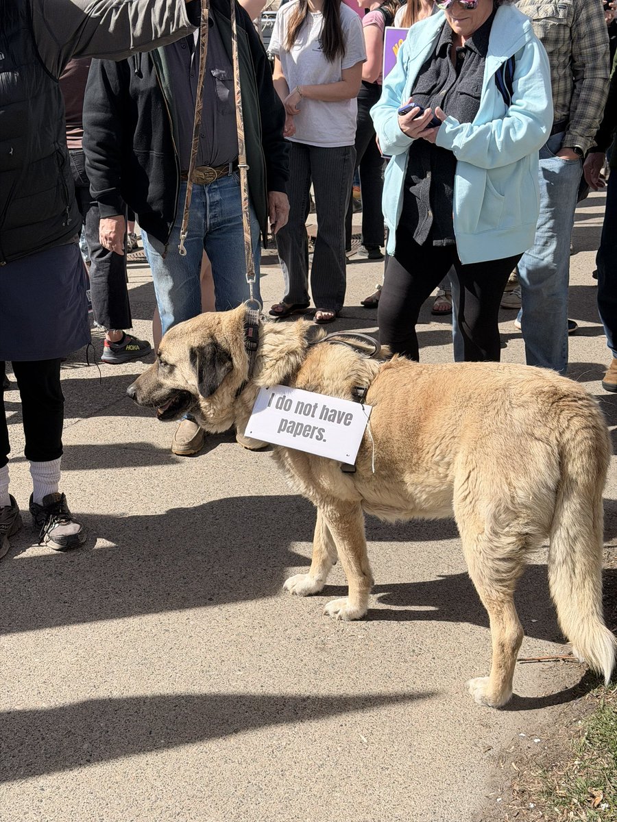 MTCollegeDems's tweet photo. Bozeman showed up yesterday for #nokings and so did we because democracy is worth fighting for.
#mtpol #OurFutureMT https://t.co/SXDDSKi1dR