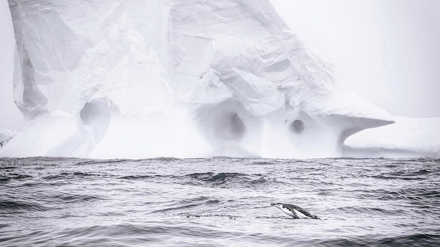 joancarroll's tweet image. Flying Chinstrap Penguin and Antarctic Iceberg Monochrome! buff.ly/IXzprFE #chinstrap #penguin #flying #jumping #antarctic #glacier #ocean #wildlife #wildlifephotography #bird #birdphotography #birdwathching#buyart #wallart #artforsale #artstore #travel #travelphotography